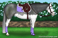 Horse Color:Blue Roan Splash Rabicano