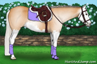 Horse Color:Gray Silver Buckskin Roan Splash