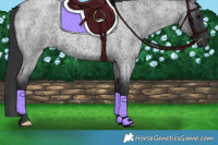 Horse Color:Blue Roan 