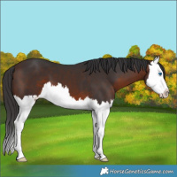 Horse Color:Brown Splash 