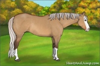 Horse Color:Silver Bay Dun Splash Rabicano 