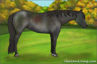 Horse Color:Liver Chestnut Rabicano 