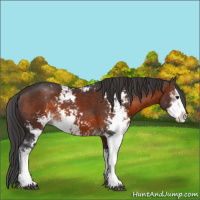 Horse Color:Brown Sabino