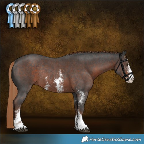 Horse Color:Liver Chestnut Sabino Rabicano 