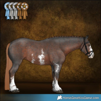 Horse Color:Liver Chestnut Sabino Rabicano 