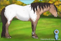Horse Color:Sable Champagne Roan Sabino Appaloosa 