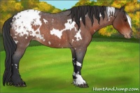 Horse Color:White Spotted Brown Roan Appaloosa 