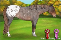 Horse Color:Liver Red Roan Appaloosa 