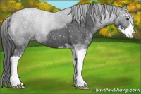 Horse Color:Blue Roan Sabino Appaloosa 