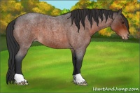 Horse Color:Brown Roan Appaloosa 