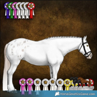 Horse Color:Liver Red Roan Appaloosa 