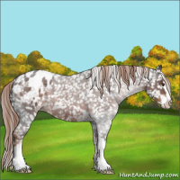 Horse Color:Liver Red Roan Sabino Appaloosa 