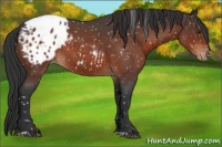 Horse Color:Brown Roan Appaloosa 