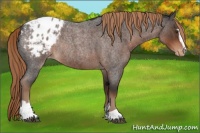 Horse Color:Liver Red Roan Sabino Blanket Rabicano 