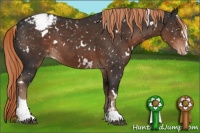 Horse Color:White Spotted Liver Chestnut Sabino Appaloosa 
