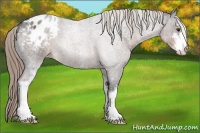 Horse Color:Liver Red Roan Sabino Appaloosa 