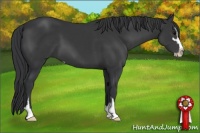 Horse Color:Black Sabino
