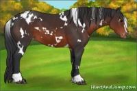 Horse Color:White Spotted Brown Sabino Appaloosa 