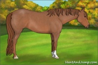 Horse Color:Red Roan 