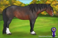 Horse Color:Brown Roan Sabino Rabicano