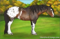 Horse Color:White Spotted Buckskin Sabino Appaloosa 