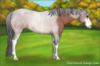 Horse Color:Brown Roan Sabino Rabicano 