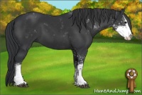Horse Color:Black Sabino 