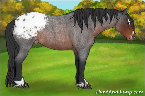 Horse Color:Brown Roan Sabino Appaloosa Rabicano 