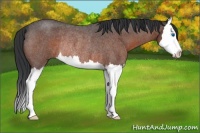 Horse Color:Brown Roan Sabino Splash Rabicano 