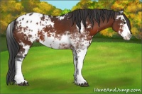 Horse Color:Brown Sabino Appaloosa 