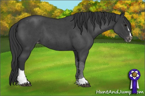 Horse Color:Blue Roan Sabino Appaloosa 