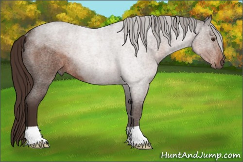 Horse Color:Liver Red Roan Rabicano 
