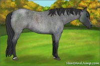 Horse Color:Blue Roan Sabino