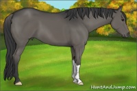 Horse Color:Grullo 
