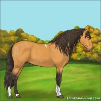 Horse Color:Buckskin Tobiano Rabicano