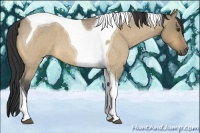Horse Color:Buckskin Roan Dun Tobiano