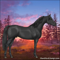 Horse Color:Black 