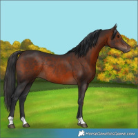 Horse Color:Brown Rabicano 
