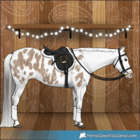 Horse Color:Liver Red Dun Appaloosa Brindle 