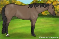 Horse Color:Liver Red Dun 