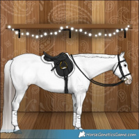 Horse Color:Grullo Appaloosa 