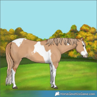Horse Color:Red Dun Splash Tobiano 