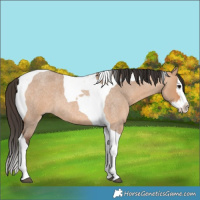 Horse Color:Bay Roan Dun Splash Tobiano 