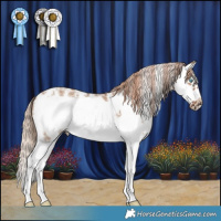 Horse Color:Red Dun Sabino Splash Frame 