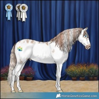 Horse Color:Red Dun Sabino Splash Frame 