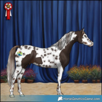 Horse Color:Liver Chestnut Splash Tobiano 
