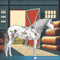 Horse Color:Brown Sabino Splash Tobiano Appaloosa Rabicano 