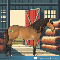 Horse Color:Buckskin 