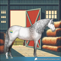 Horse Color:Gray Bay 