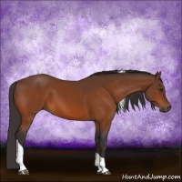 Horse Color:Buckskin Tobiano 